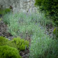 Lawenda wąskolistna 'Hidcote'