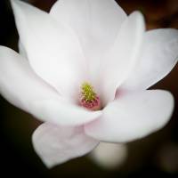 Magnolia pośrednia