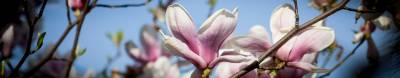 Magnolia pośrednia