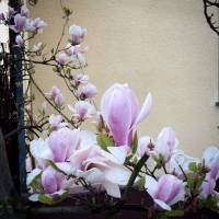 Magnolia pośrednia