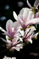Magnolia pośrednia