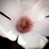 Magnolia pośrednia