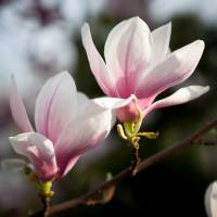 Magnolia pośrednia