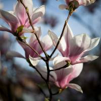 Magnolia pośrednia