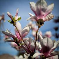 Magnolia pośrednia