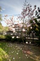 Magnolia pośrednia