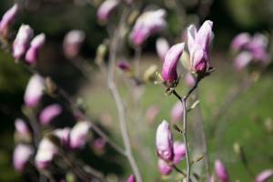 Magnolia 'George Henry Kern'