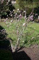 Magnolia 'George Henry Kern'