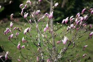 Magnolia 'George Henry Kern'