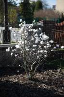 Magnolia gwiaździsta
