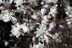 Magnolia gwiaździsta