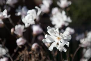 Magnolia gwiaździsta 'Dr Massey'