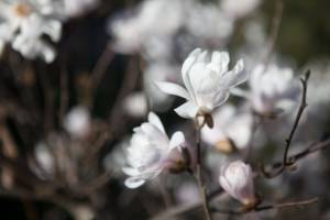 Magnolia gwiaździsta 'Royal Star'