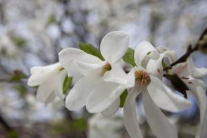 Magnolia japońska
