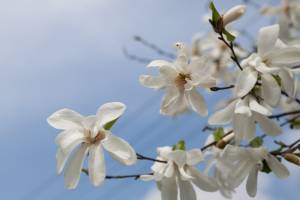 Magnolia japońska