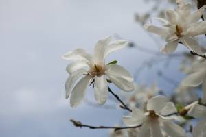 Magnolia japońska