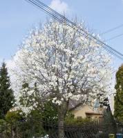 Magnolia japońska
