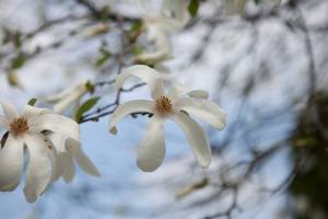 Magnolia japońska