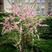 Migdałek trójklapowy