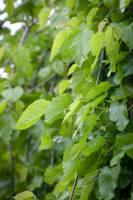 Morwa biała Pendula