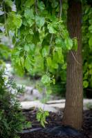 Morwa biała Pendula