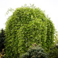 Morwa biała Pendula