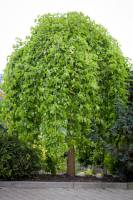 Morwa biała Pendula