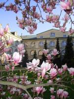 Okazałe kwiaty magnolii na nagich jeszcze gałęziach