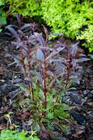 Penstemon palczasty Husker Red
