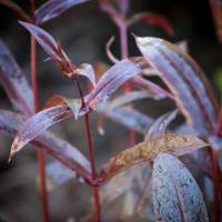 Penstemon palczasty Husker Red