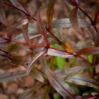 Penstemon palczasty Husker Red