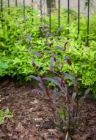 Penstemon palczasty Husker Red