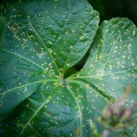 Rost