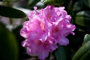Rododendron 'Helsinki University'