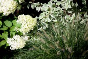 Rozplenica japońska Herbstzauber Autumn Magic, Hortensja Limelight, Dereń Sibrica Variegata