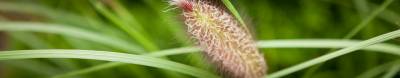 Rozplenica japońska Japonicum