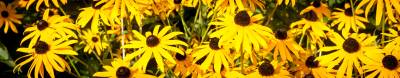 Rudbekia błyskotliwa Goldstrum