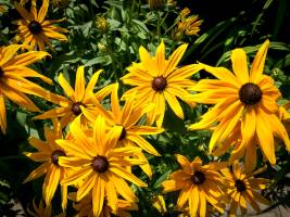 Rudbekia błyskotliwa Goldstrum