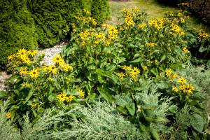 Rudbekia błyskotliwa Goldstrum