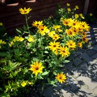 Rudbekia błyskotliwa Goldstrum