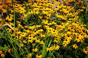 Rudbekia błyskotliwa Goldstrum