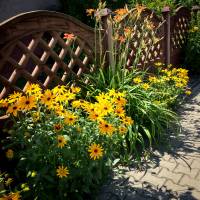 Rudbekia błyskotliwa Goldstrum