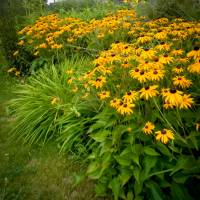 Rudbekia błyskotliwa Goldstrum