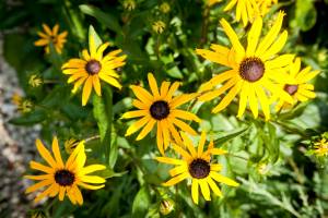 Rudbekia błyskotliwa Goldstrum
