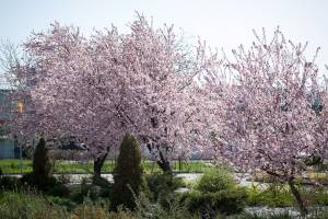 Śliwa wiśniowa Pissardii / Atropurpurea