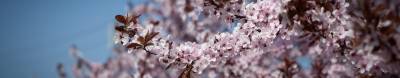Śliwa wiśniowa Pissardii / Atropurpurea