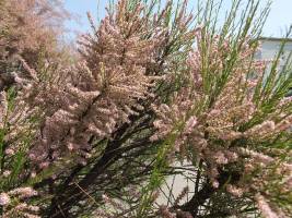 tamaryszek drobnokwiatowy, tamarix parviflora,