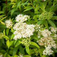 Tawuła japońska Albiflora
