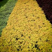 tawuła japońska Golden Carpet