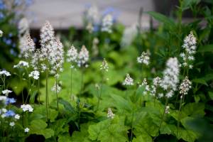 Tiarella sercolistna